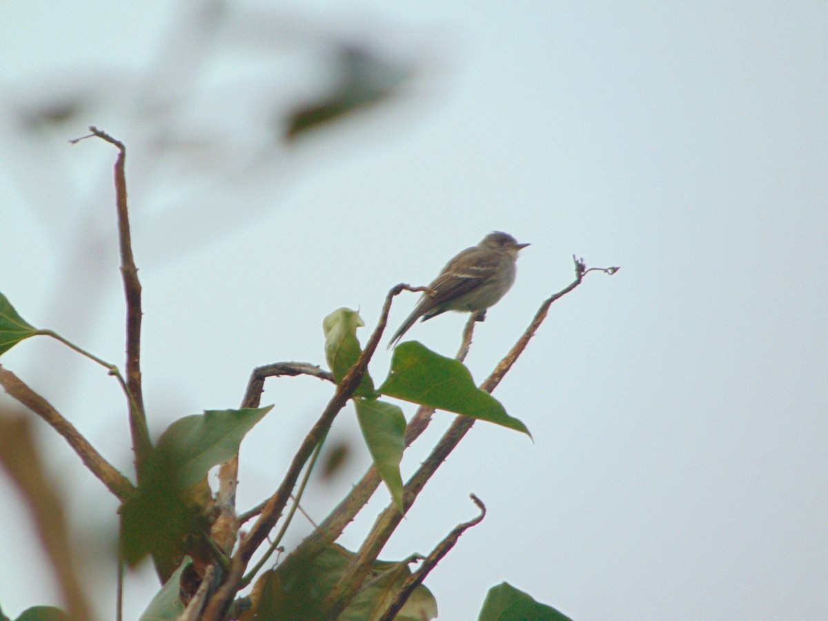 Northern Tropical Pewee - Rafael Bonilla Mata