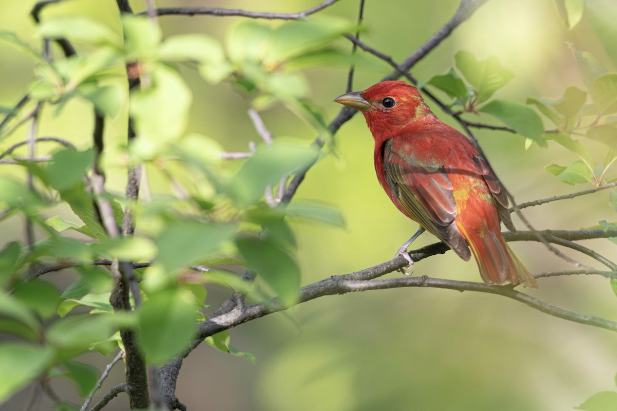 Summer Tanager - Jack Belleghem