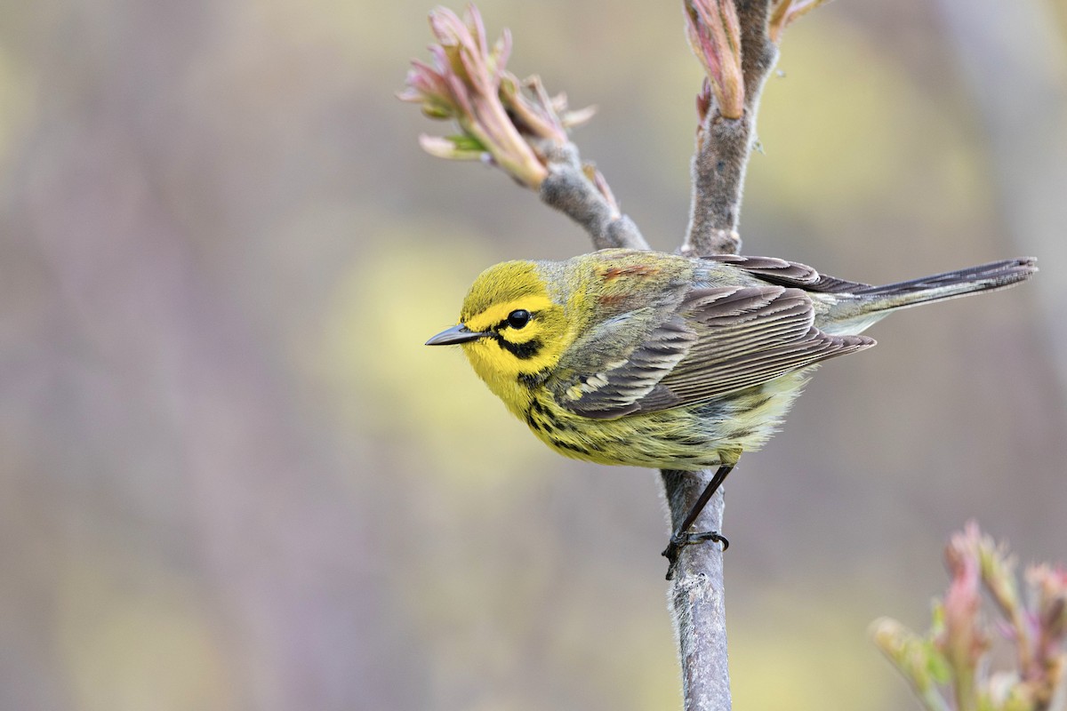 Prairie Warbler - ML618537131