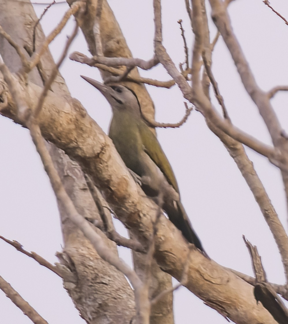 Gray-headed Woodpecker (Black-naped) - David Hoar