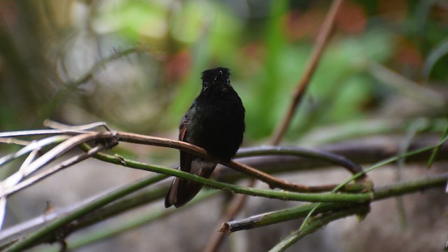 Colibrí Ventrinegro - ML618537153