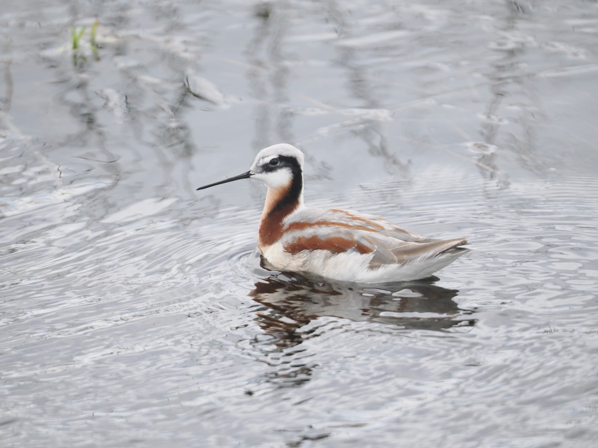 Wilson's Phalarope - ML618537160