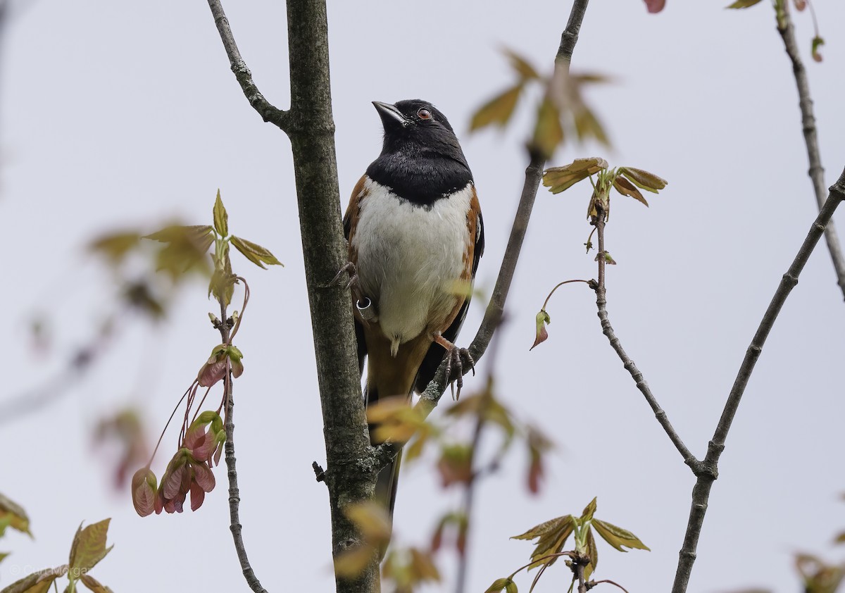 Eastern Towhee - ML618537194