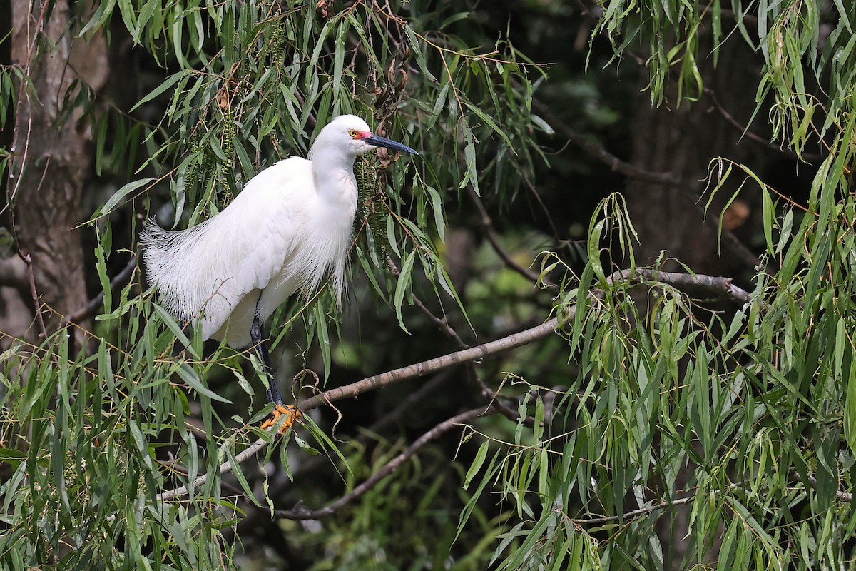 Snowy Egret - Michael O'Brien