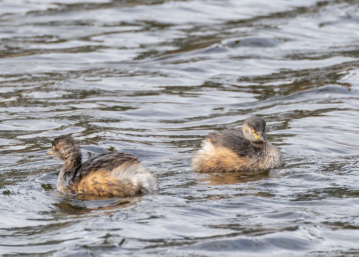 Australasian Grebe - ML618537224