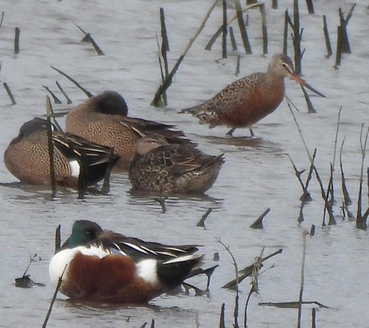 Hudsonian Godwit - ML618537235