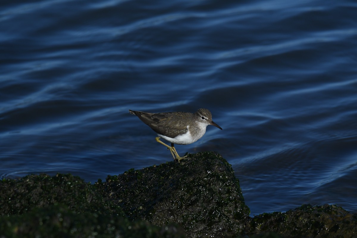 Spotted Sandpiper - ML618537247