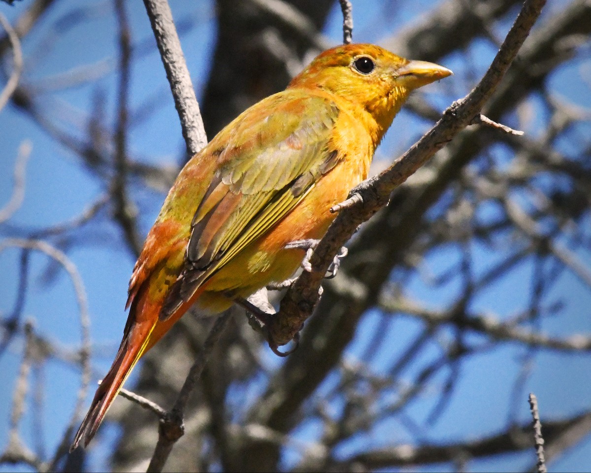 Summer Tanager - ML618537256