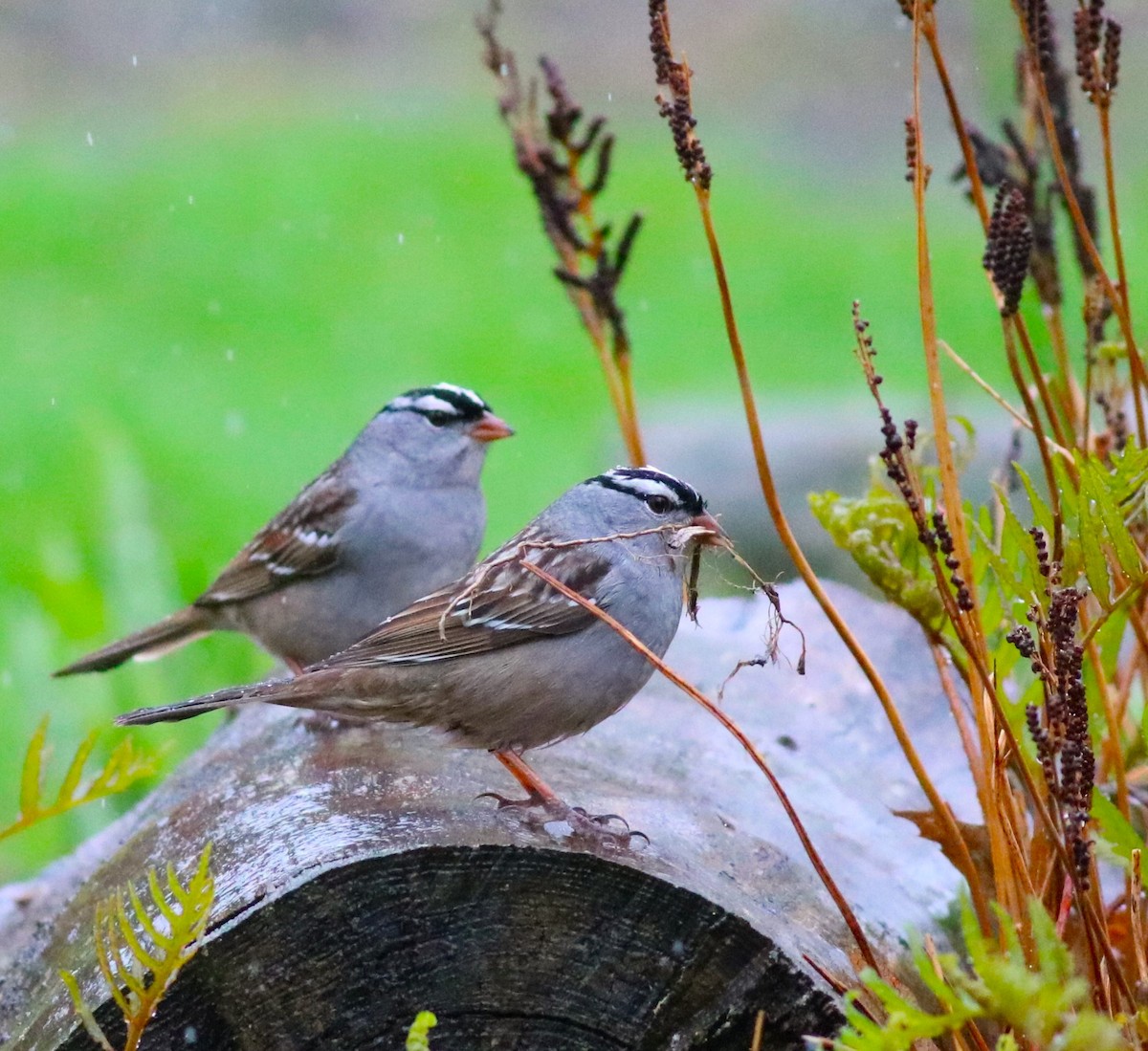 White-crowned Sparrow - Sara Eisenhauer