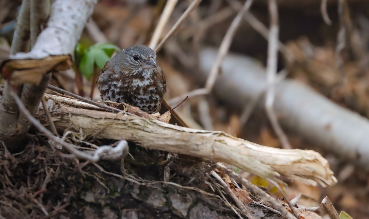 Fox Sparrow (Slate-colored) - Andrew Thomas 🦅🪶