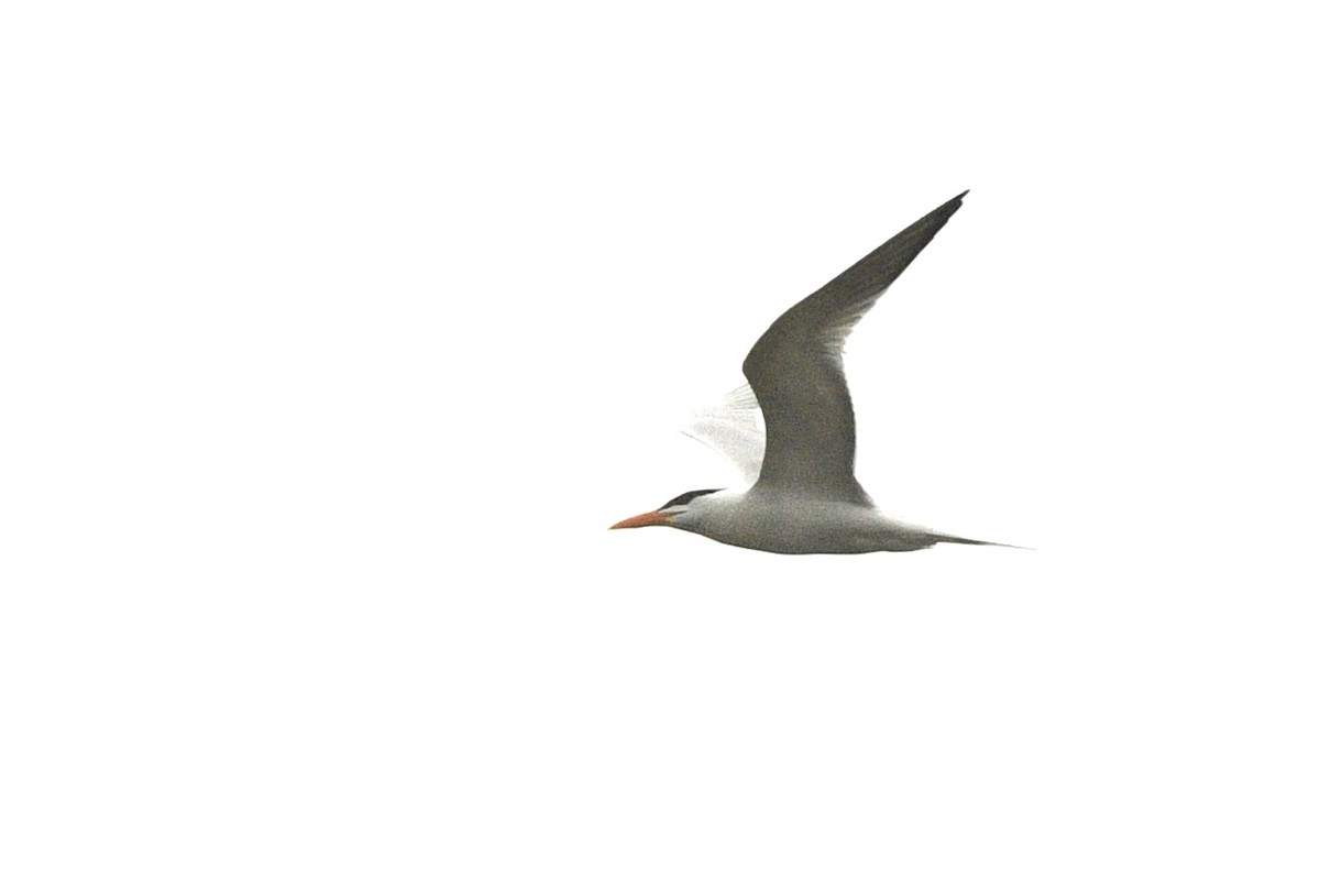 Royal Tern - ML618537290