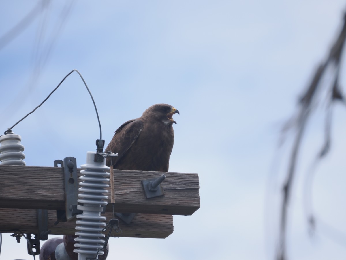 Swainson's Hawk - Alexander Linton