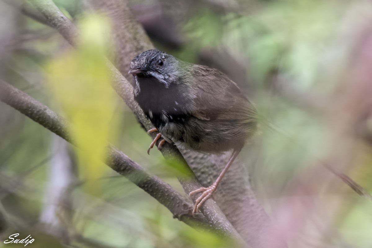 Black-throated Prinia - ML618537308