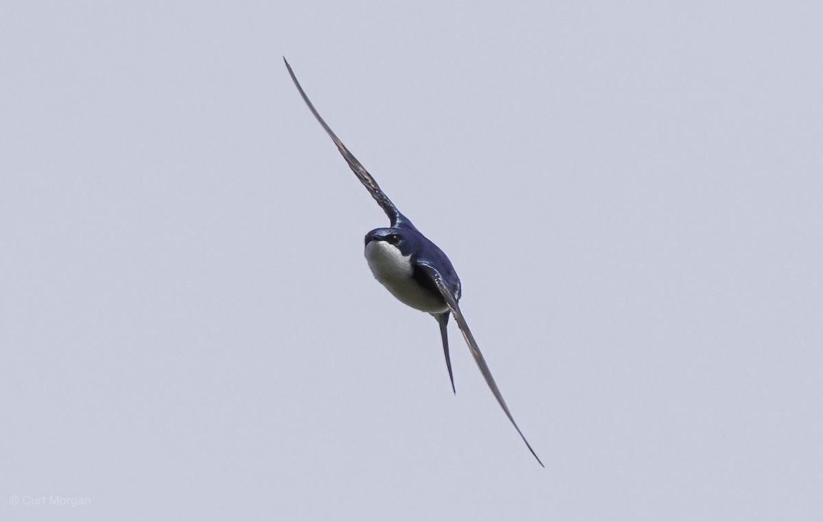 Tree Swallow - ML618537315