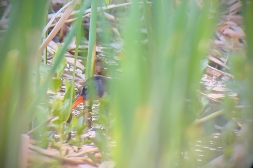 Virginia Rail - Jude Szabo