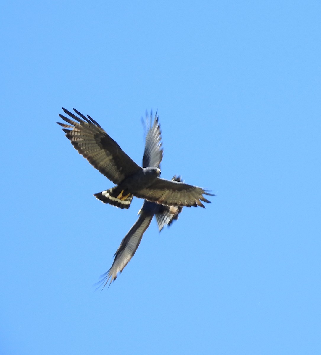 Zone-tailed Hawk - Brian Nicholas