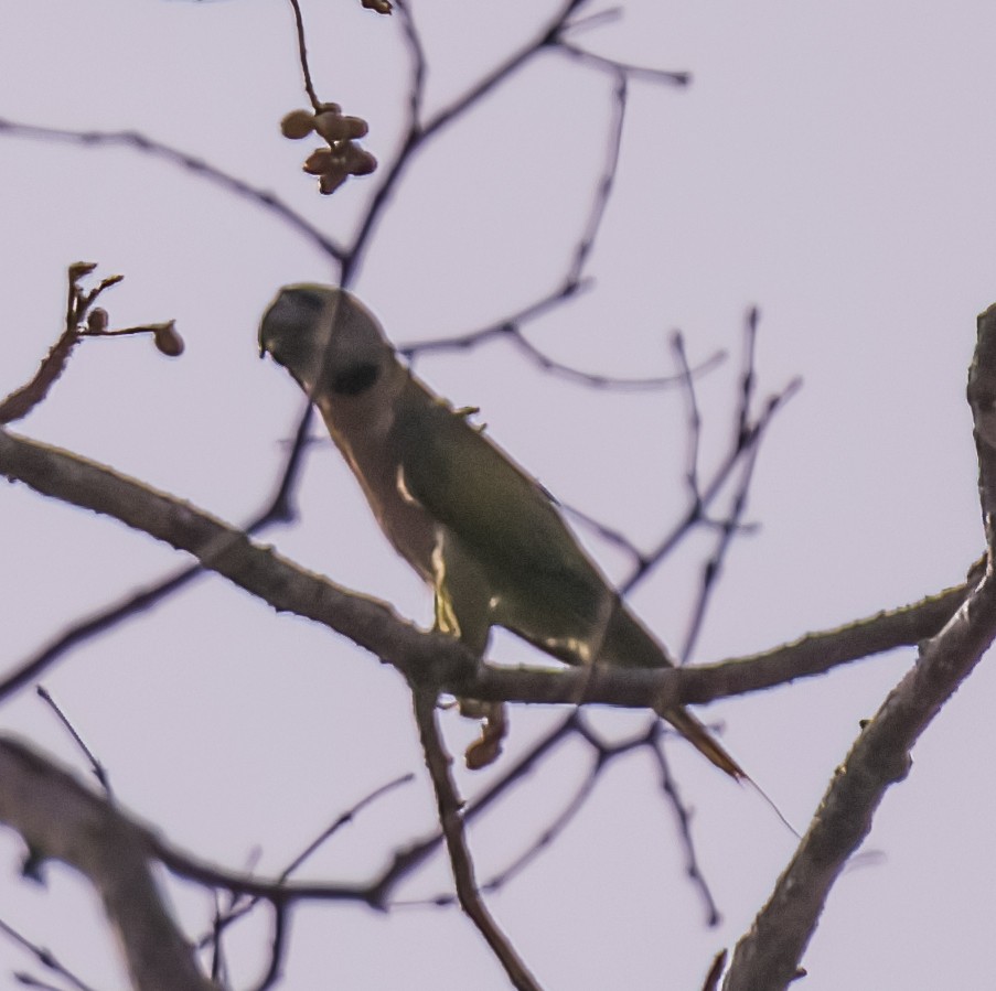 Red-breasted Parakeet - David Hoar