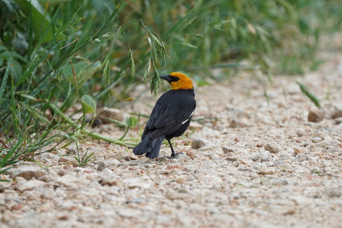 Yellow-headed Blackbird - Nick Leiby
