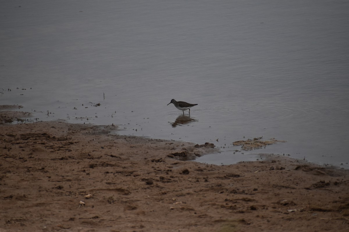 Solitary Sandpiper - ML618537404