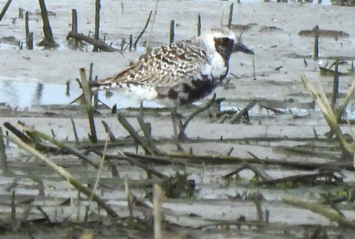 Black-bellied Plover - Paul McKenzie