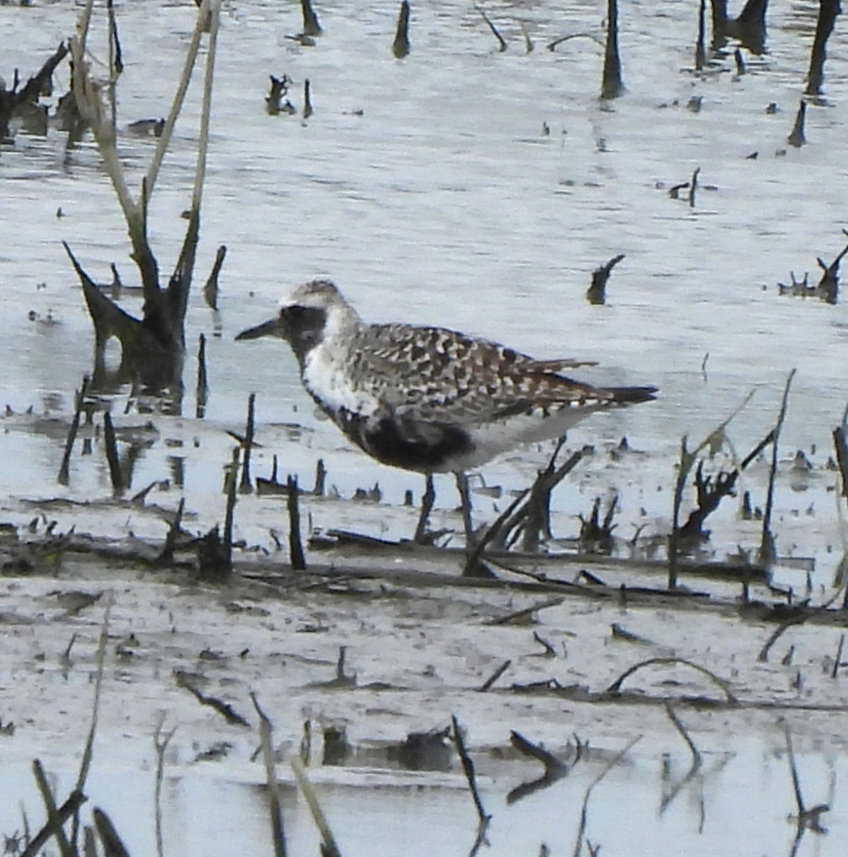 Black-bellied Plover - ML618537419