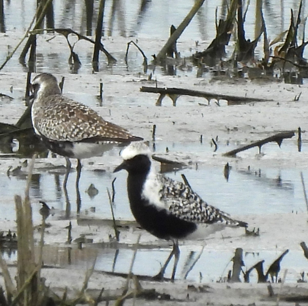 Black-bellied Plover - Paul McKenzie