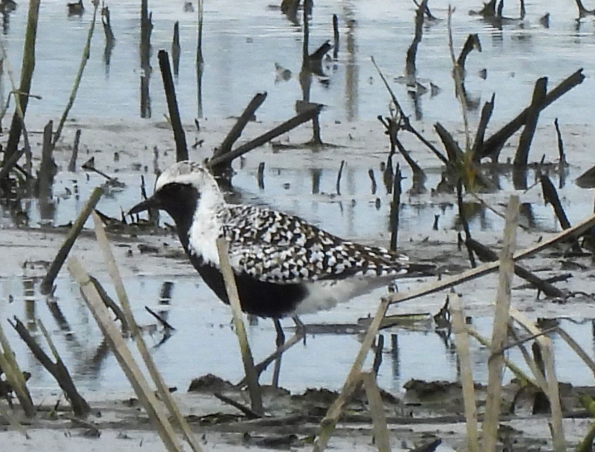 Black-bellied Plover - ML618537422