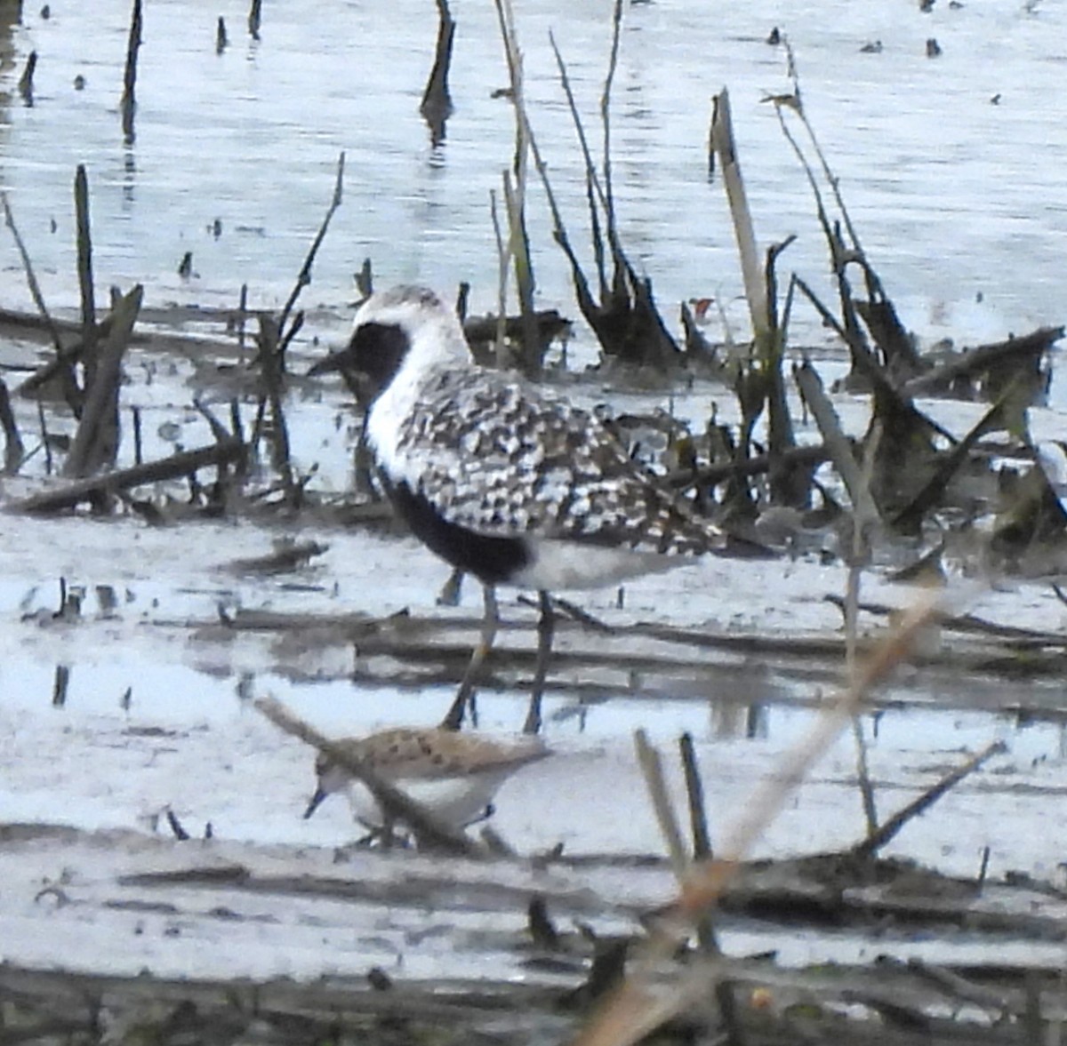 Black-bellied Plover - ML618537423