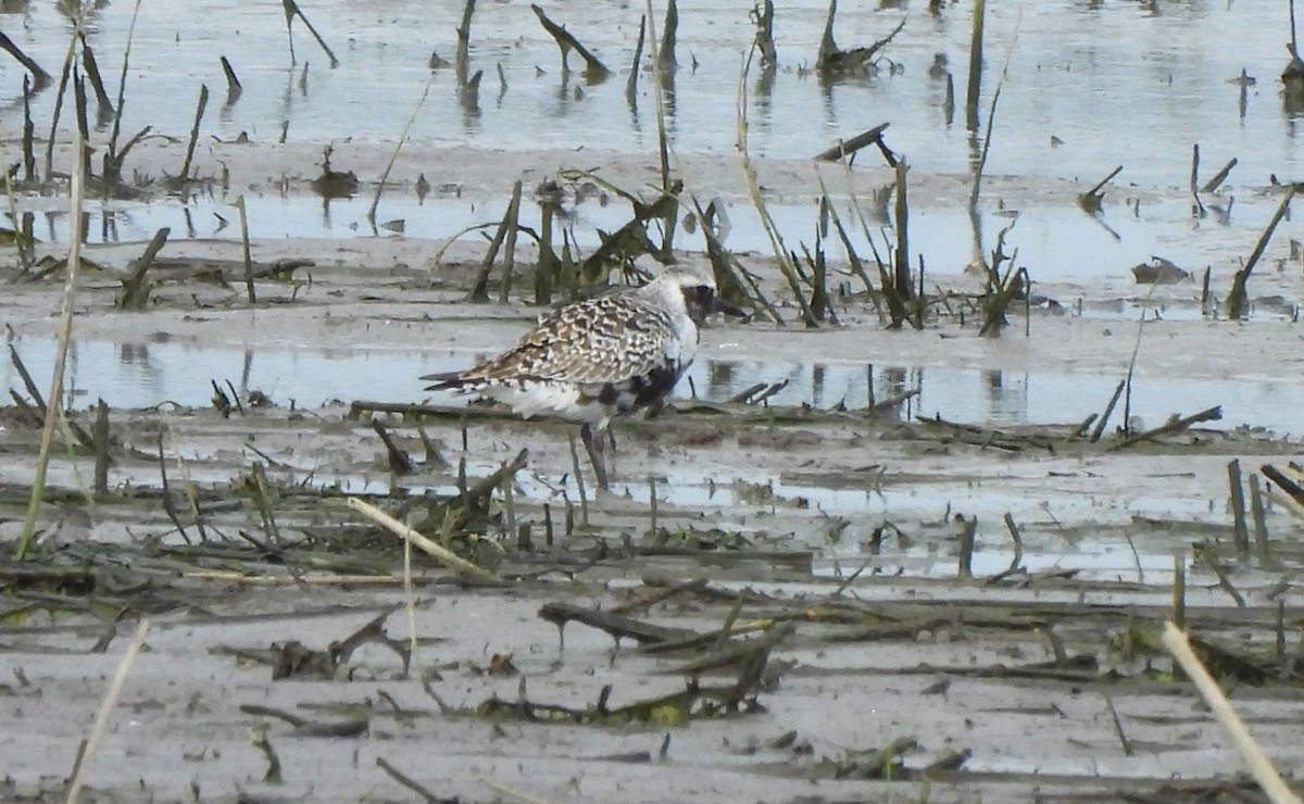 Black-bellied Plover - ML618537424