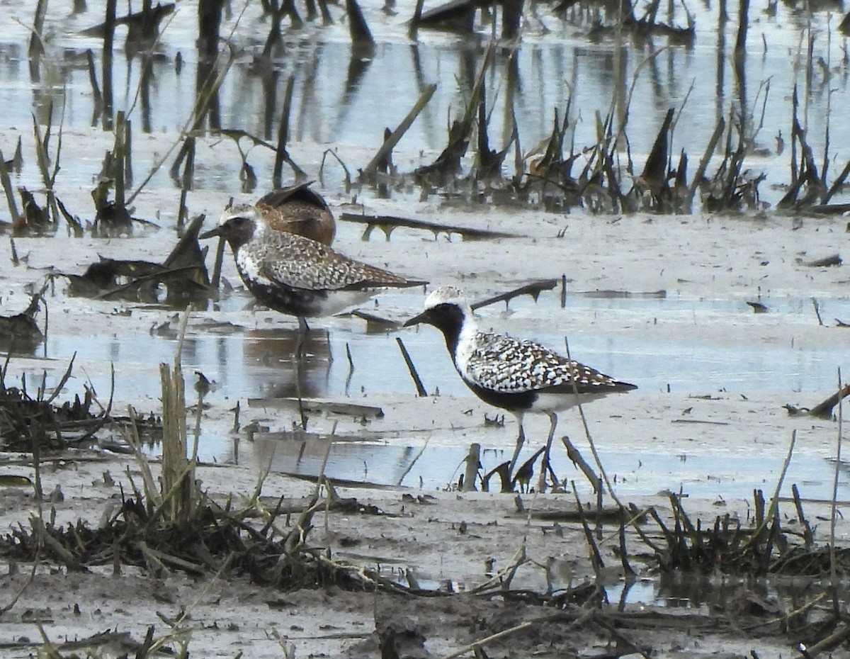 Black-bellied Plover - ML618537425