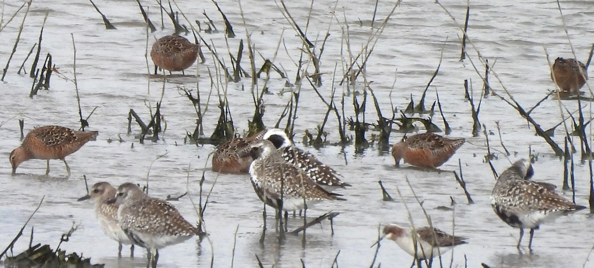 Black-bellied Plover - ML618537426