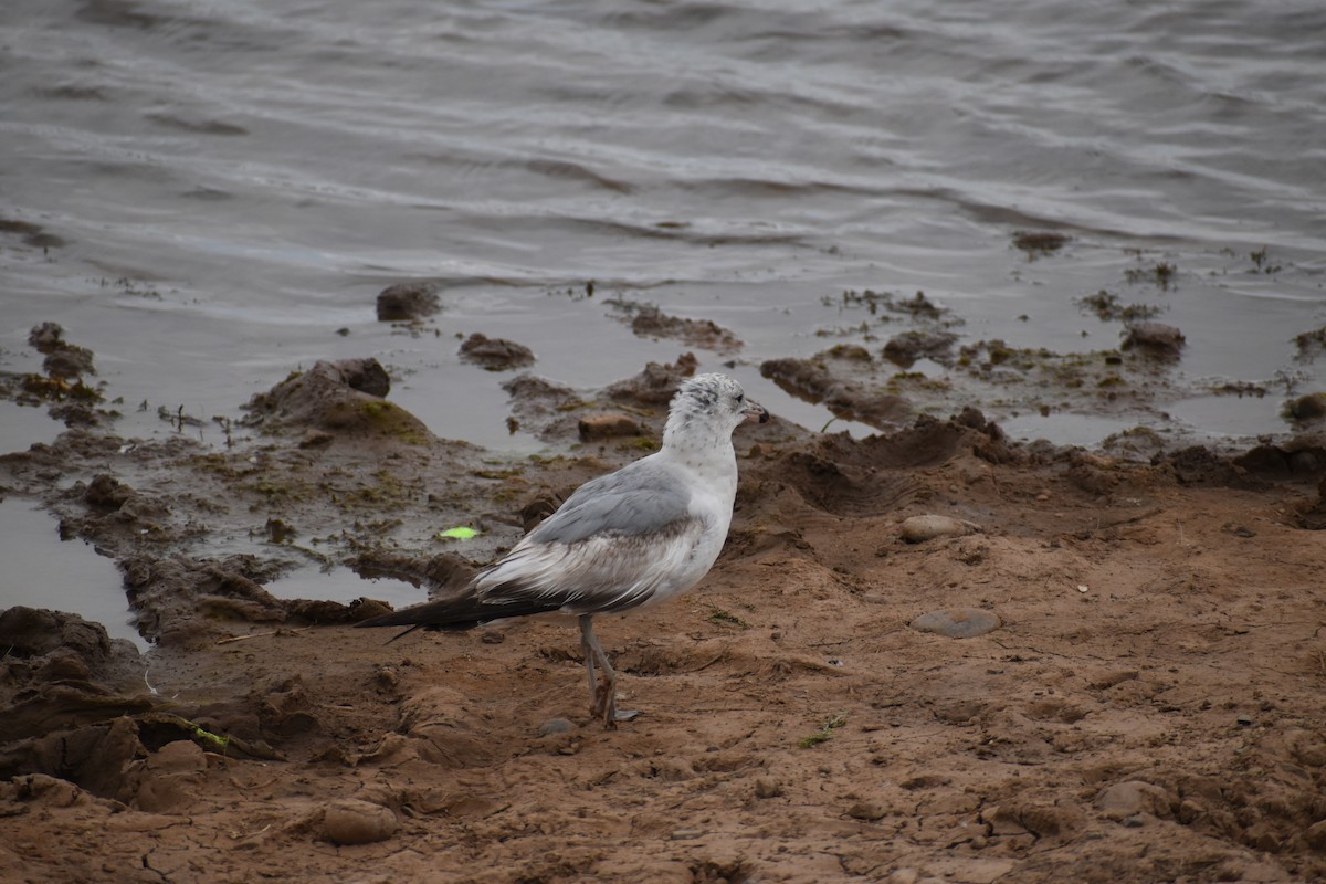 Ring-billed Gull - ML618537450