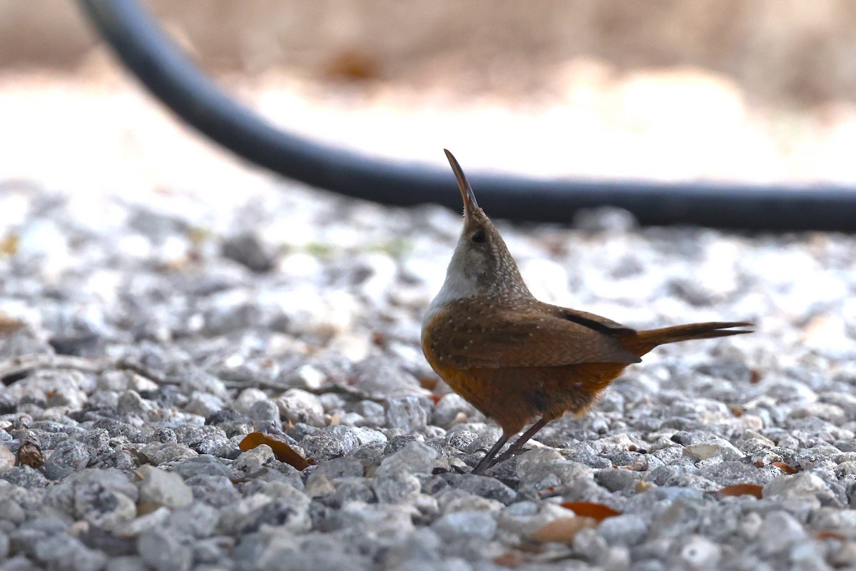 Canyon Wren - ML618537470