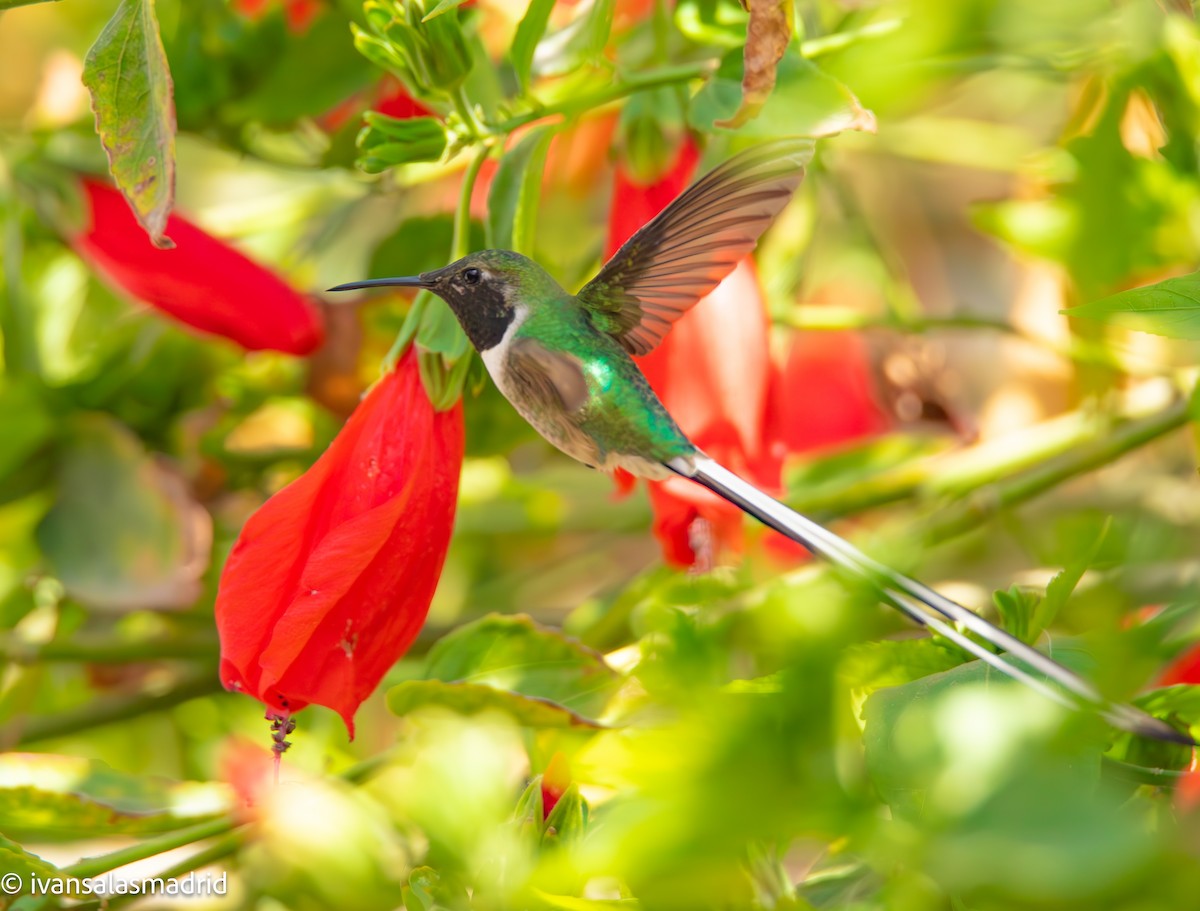 Peruvian Sheartail - ML618537522