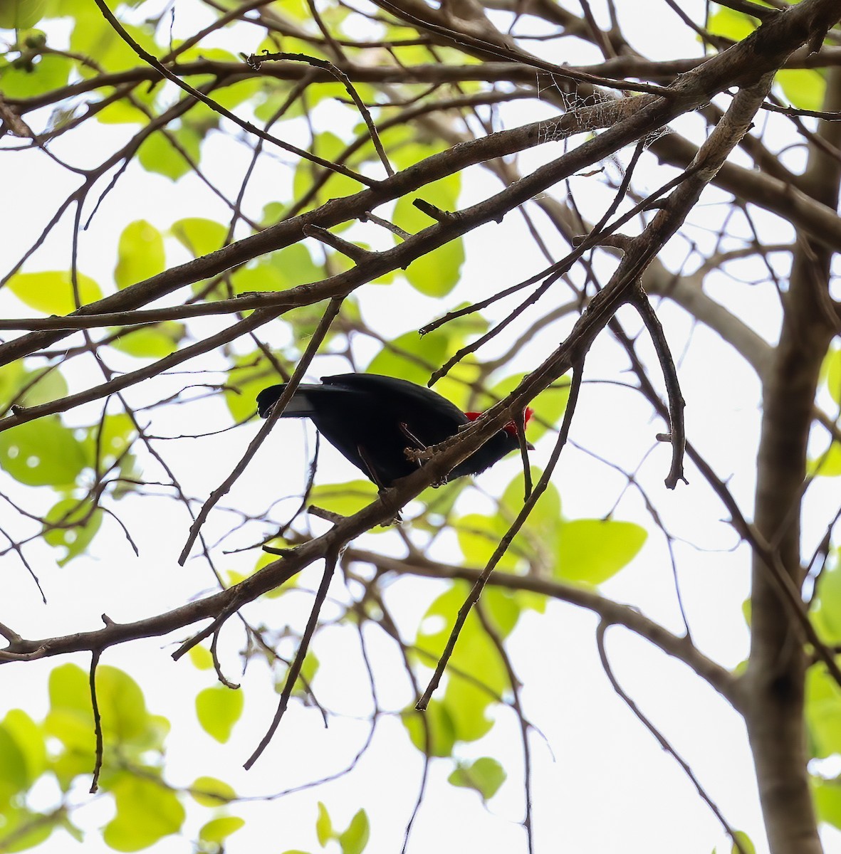 Helmeted Manakin - Carlos Roberto Chavarria