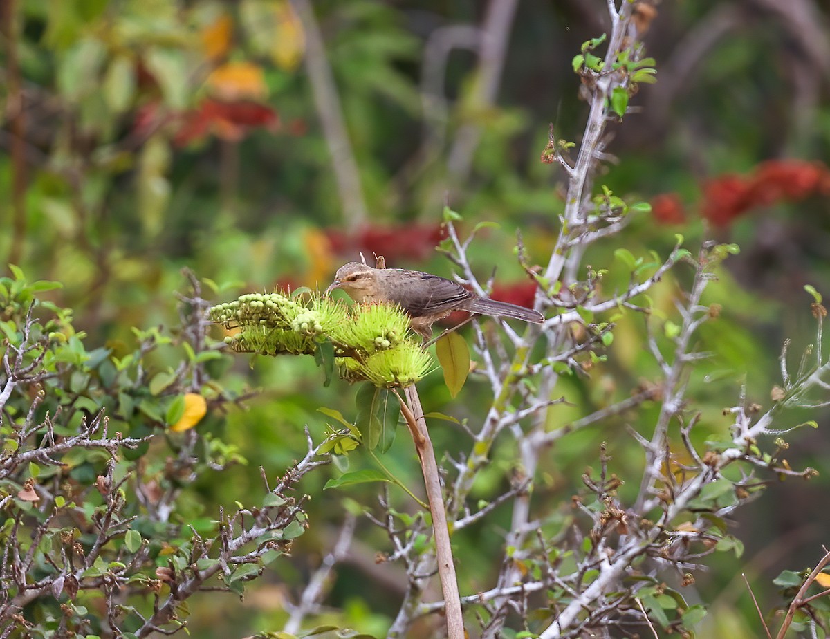 Thrush-like Wren - Carlos Roberto Chavarria