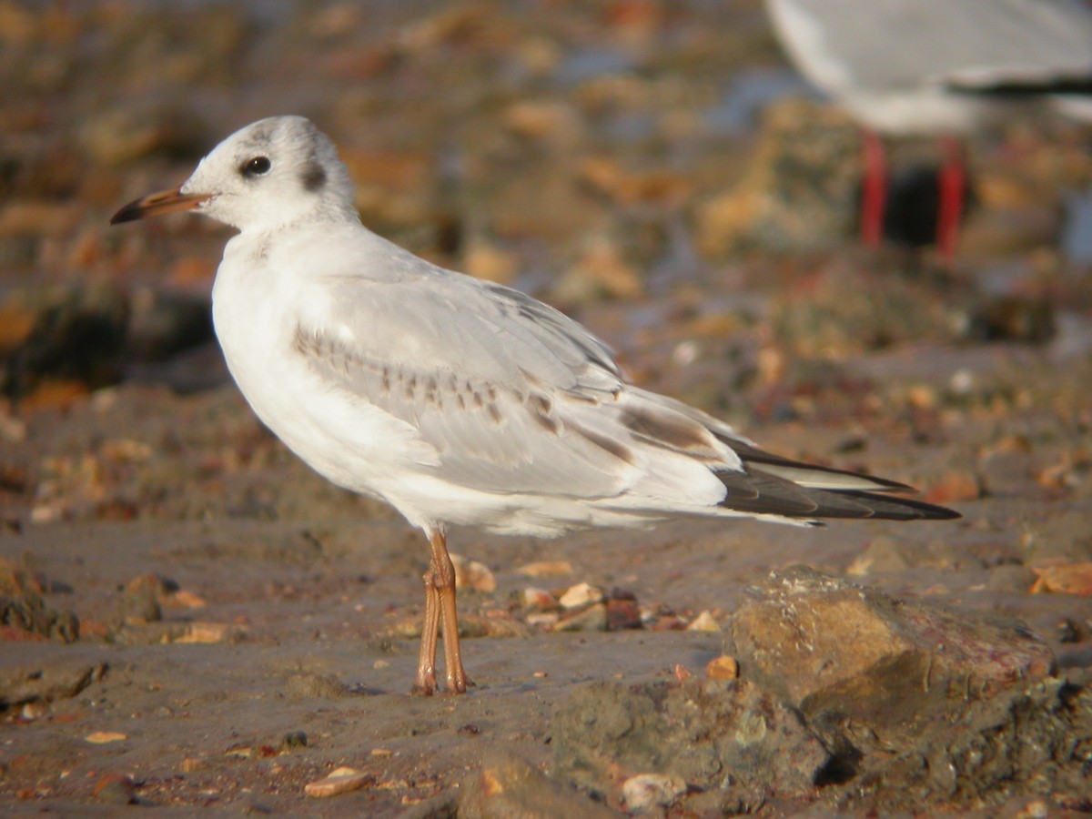 Black-headed Gull - Adrian Boyle