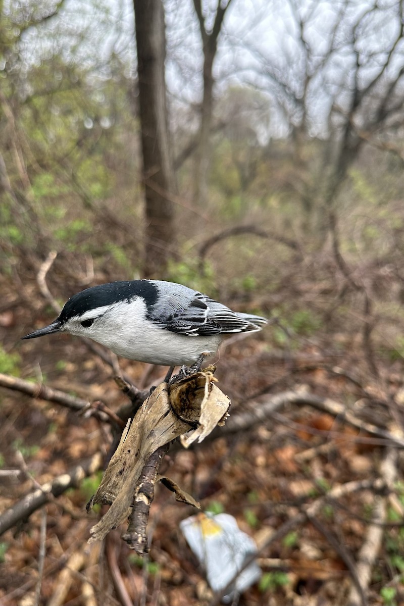 White-breasted Nuthatch - ML618537628
