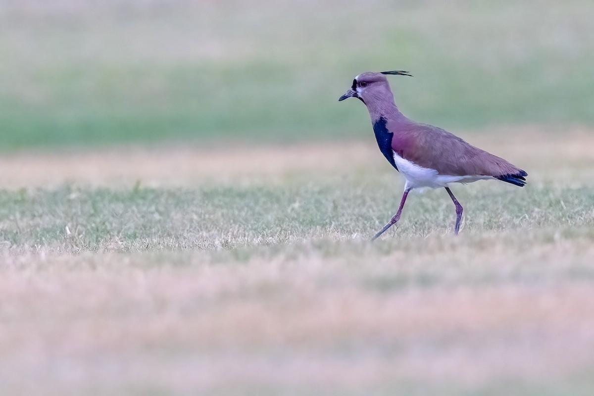 Southern Lapwing - ML618537643