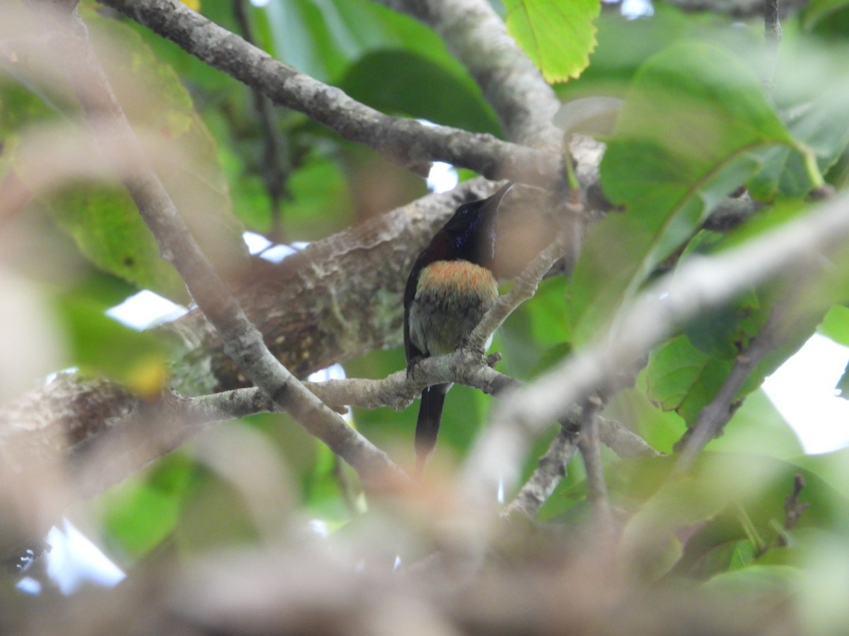 Black-throated Sunbird - ML618537645