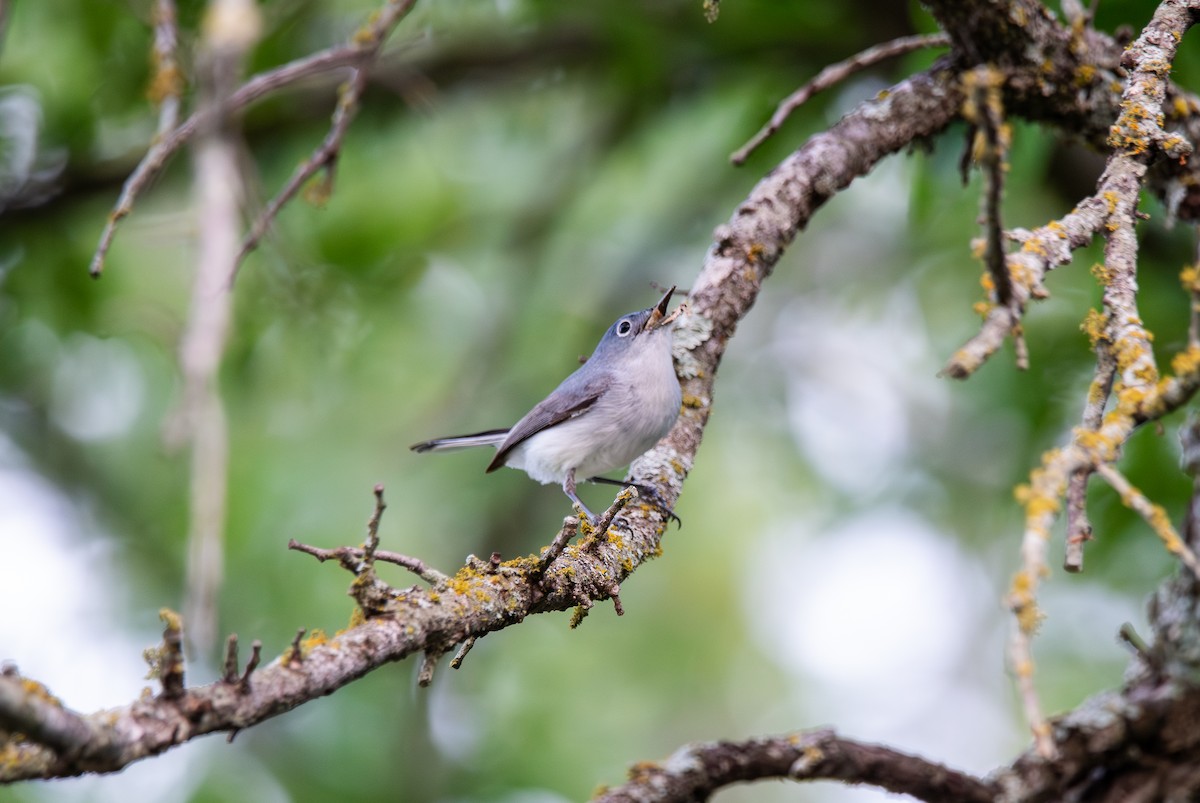 Blue-gray Gnatcatcher - Kelsey Biles