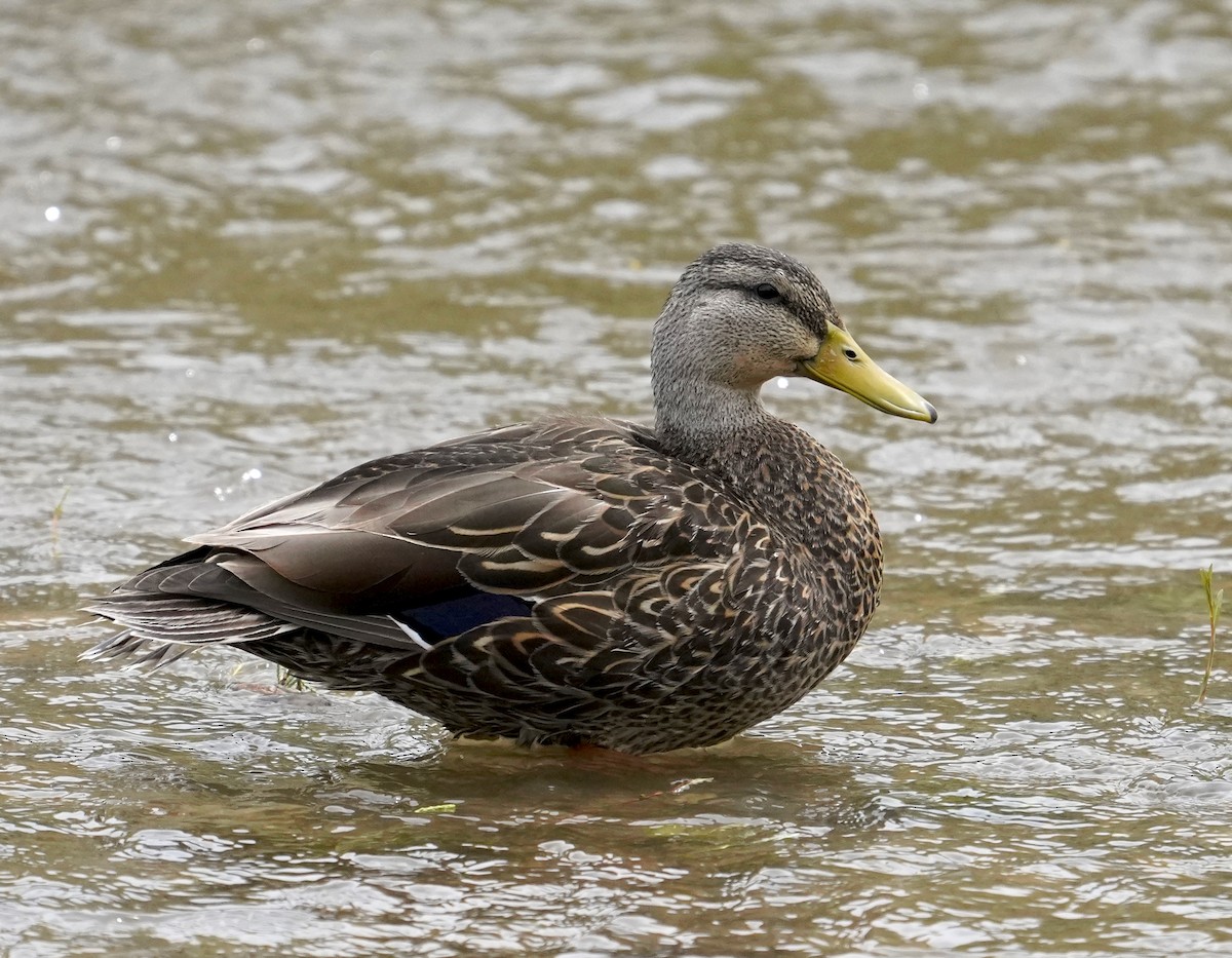 Mexican Duck - Thomas Jackman