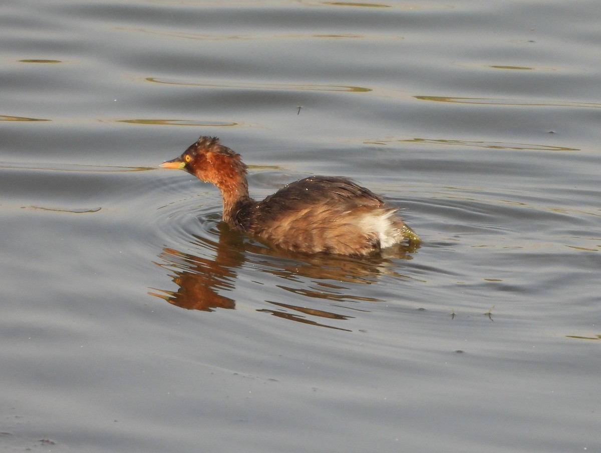 Little Grebe - Prof Chandan Singh Dalawat