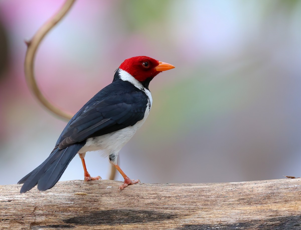 Yellow-billed Cardinal - ML618537683