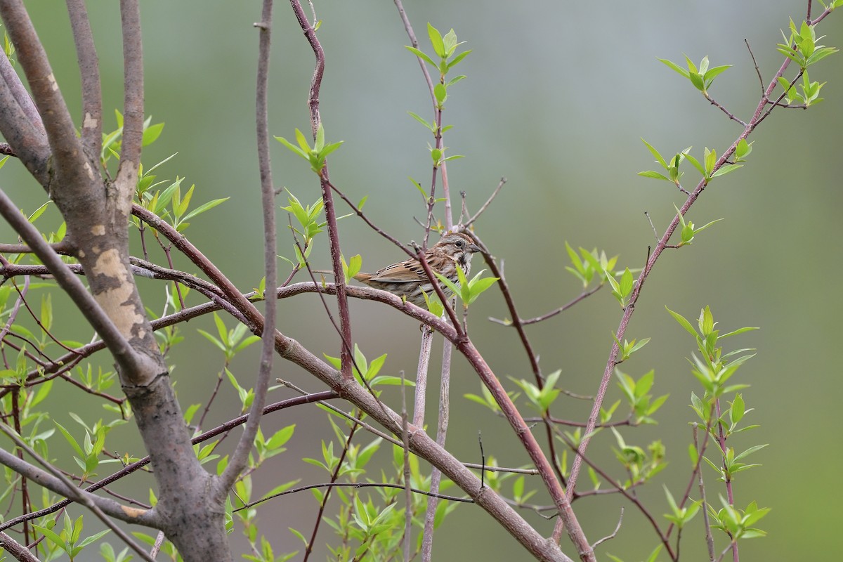 strnadec zpěvný - ML618537715