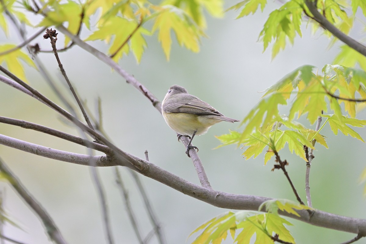 zelenáček švitořivý - ML618537723