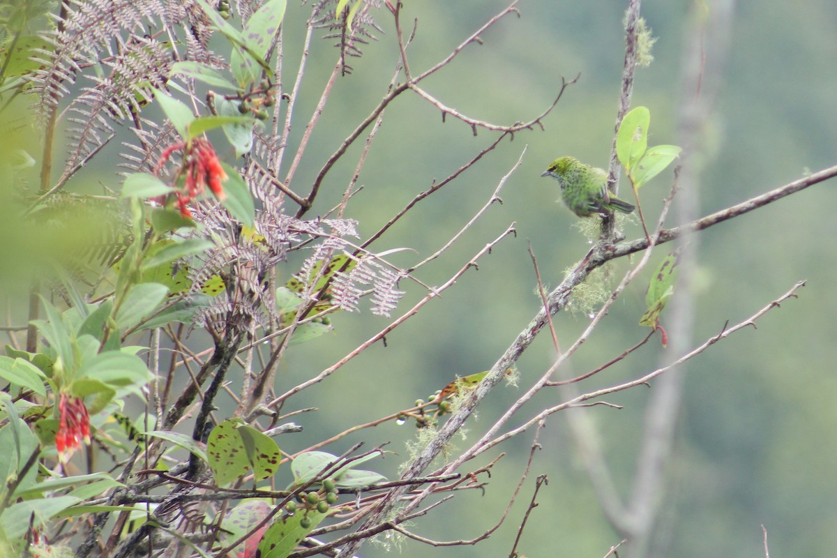 Speckled Tanager - Julio César Loyo