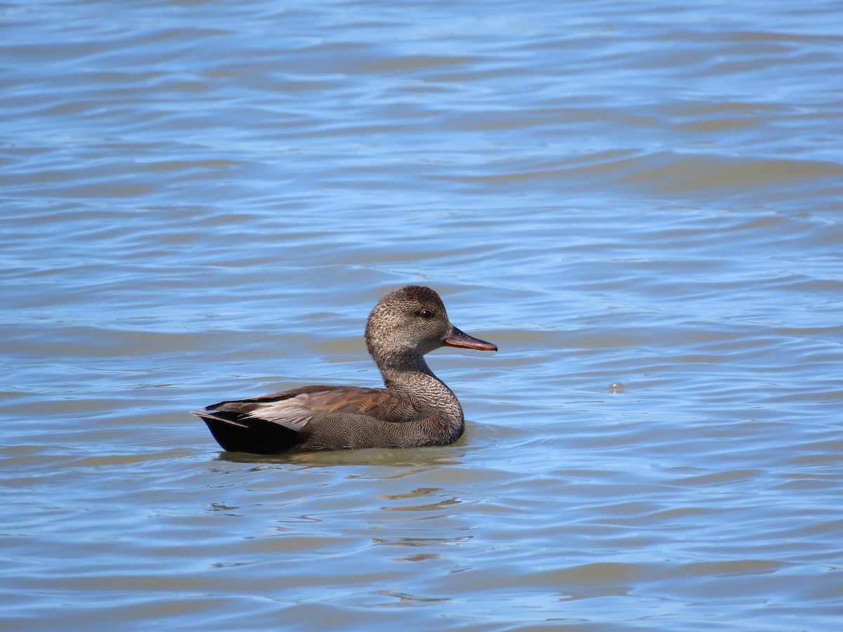 Gadwall - Kaiting H