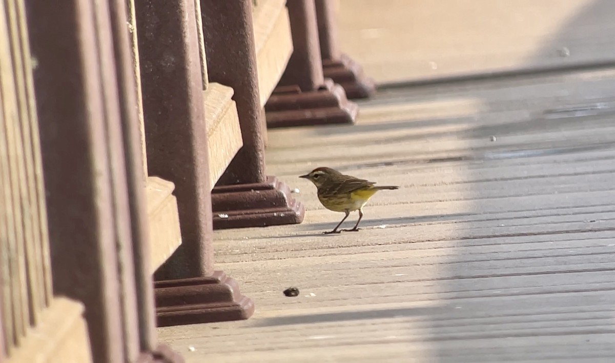 Palm Warbler (Western) - Christian Walker