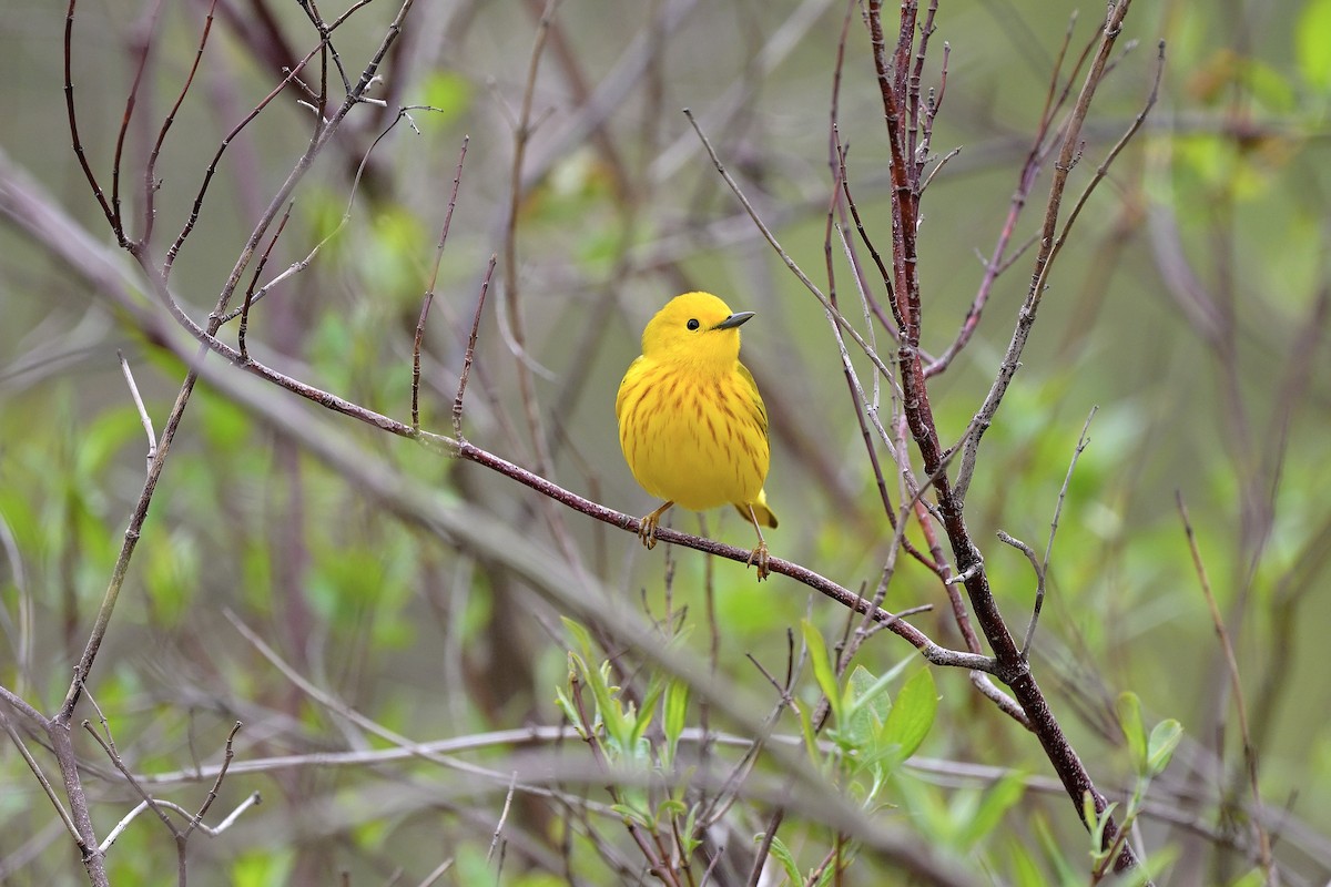 lesňáček zlatotemenný - ML618537770